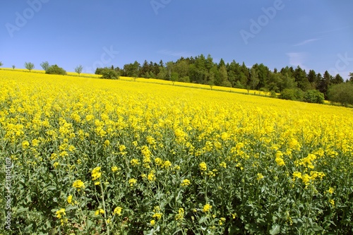 rapeseed canola or colza field in latin brassica napus