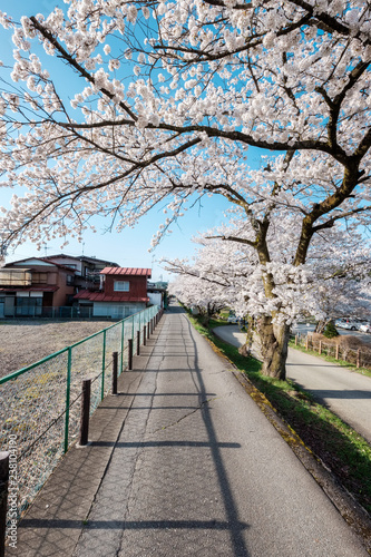 Full bloom cherry blossoms in Takayama city, Japan © Puripat
