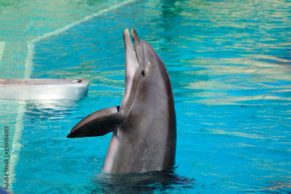 Fototapeta premium Dauphin dans un bassin