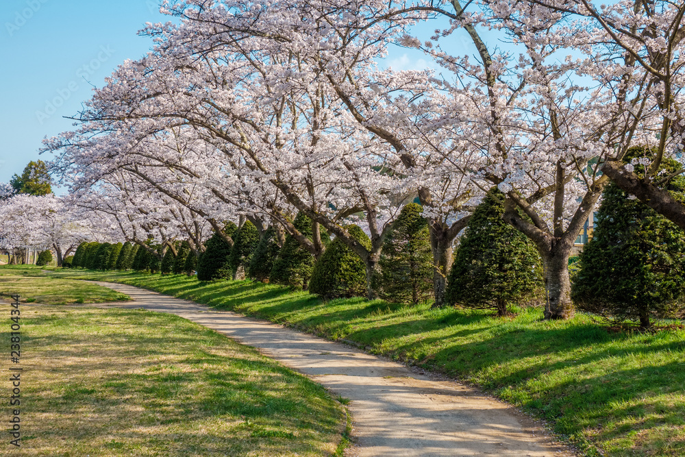 Full bloom cherry blossoms in Takayama city, Japan