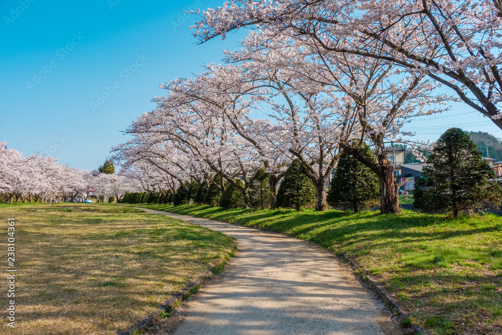 Full bloom cherry blossoms in Takayama city, Japan