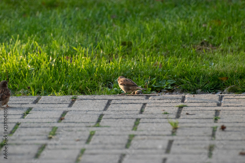 sparows and a piece of bread photo