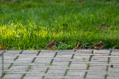 sparows and a piece of bread