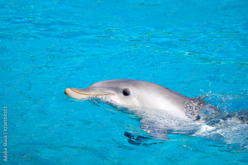 Obraz premium Dauphin dans une piscine