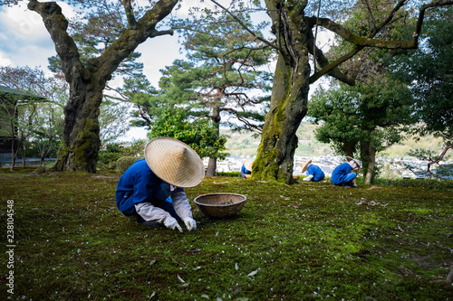 Gardeners working in Kenrokuen garden one of the most beautiful landscape gardens in Japan, Locate in Kanazawa city photo