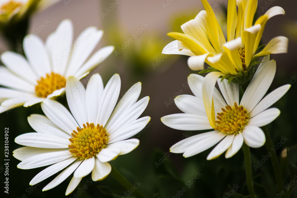 Obraz premium White Daisy