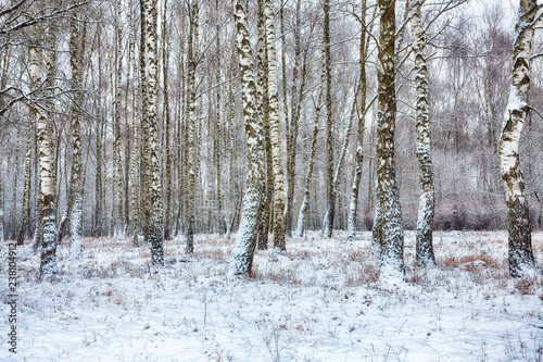 Fototapeta Naklejka Na Ścianę i Meble -  Frozen birch forest landscape.