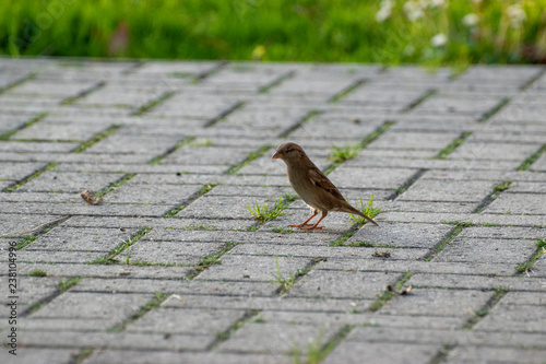 sparows and a piece of bread