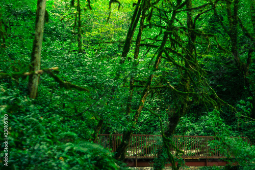 background - bridge in subtropical forest  yew-boxwood grove with mossy tree trunks