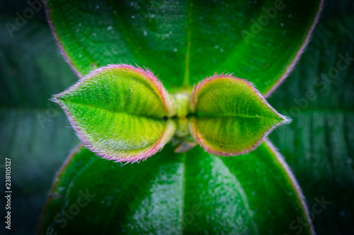 a wallpaper of some leaves macro capture photo