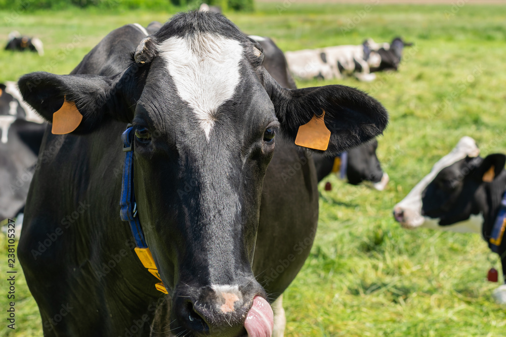 Holstein-Friesian cow posing for picture on a farm. Holstein-Friesian cow posing for picture on a farm.