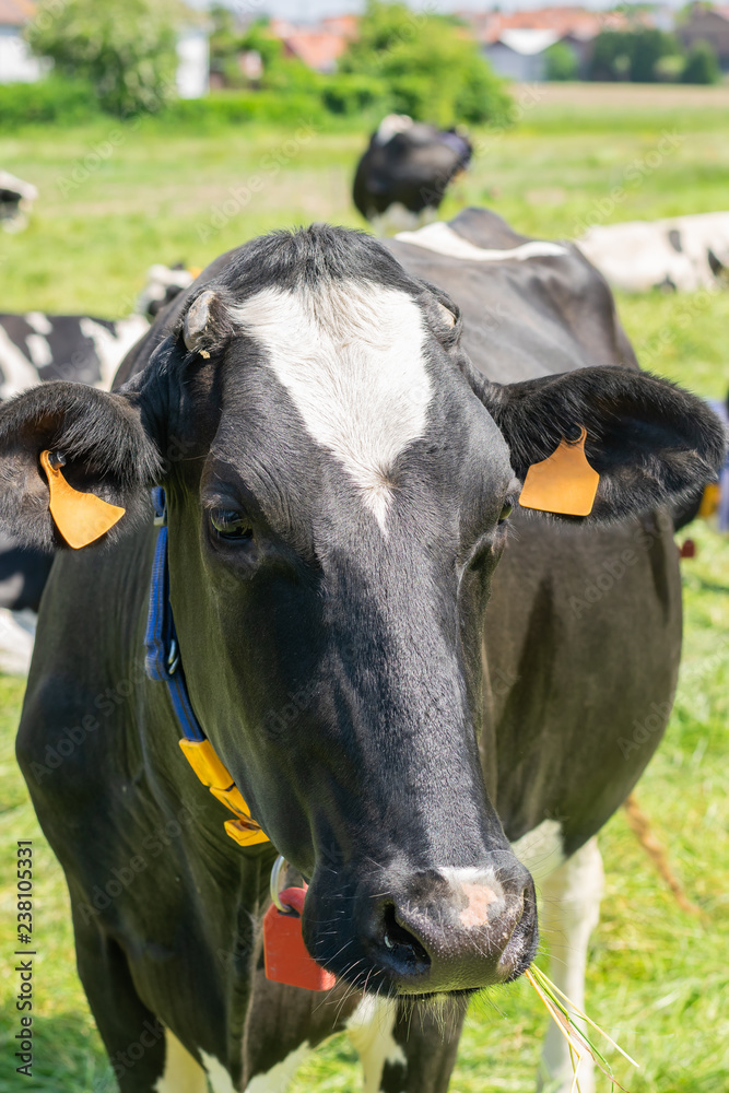 Holstein-Friesian cow posing for picture on a farm.