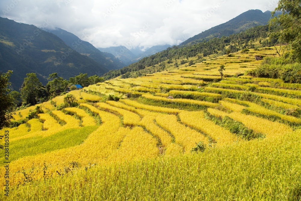 terraces of rice or paddy fields in Nepal Himalayas