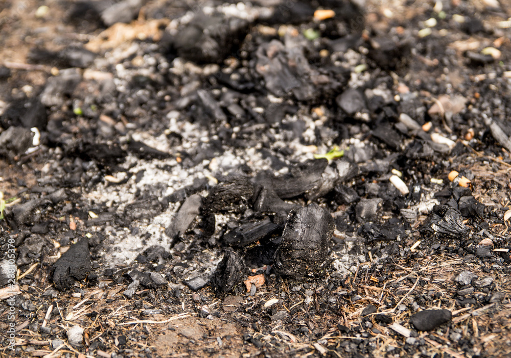 Ash remains of a campfire Ash remains of a campfire