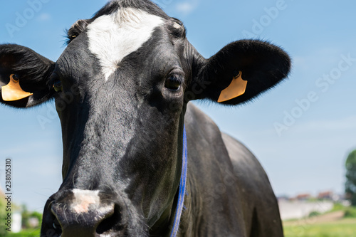 Holstein-Friesian cow posing for picture on a farm.