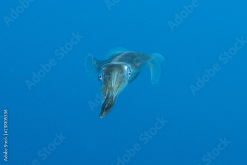 Squid floating in the pelagic sea searching for bait, Red Sea in Egypt