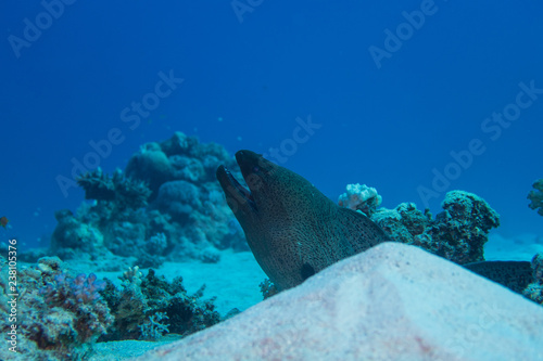 Foto El Quseir: Large Moray eel lurking behind a sandy hill on the bottom of the reef