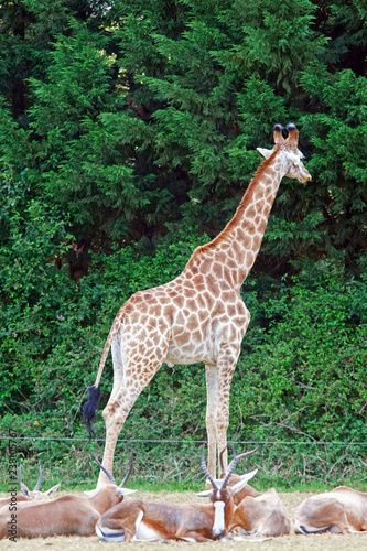 Girafe dans un parc