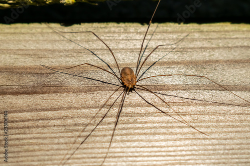 Closeup of a brown spider against the background of old wooden boards.