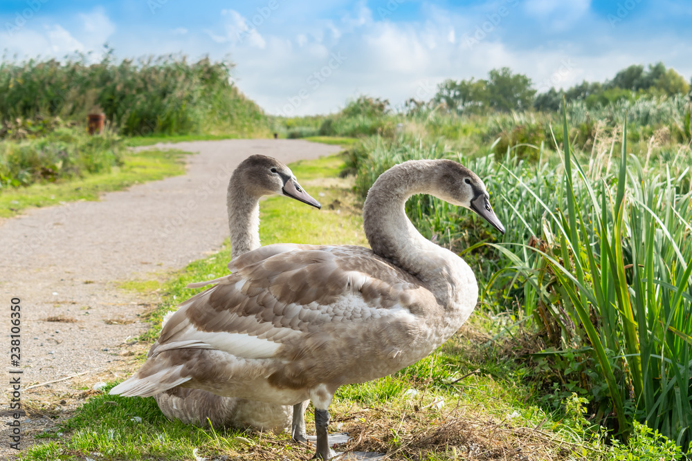 Wild animals, environment, nature and water birds concept: beautiful two young swans. Wild animals, environment, nature and water birds concept: beautiful two young swans.