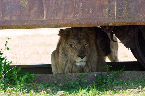 Lion d'Angola