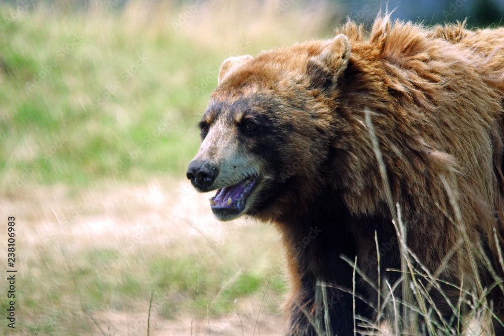 Fototapeta premium Ours Brun