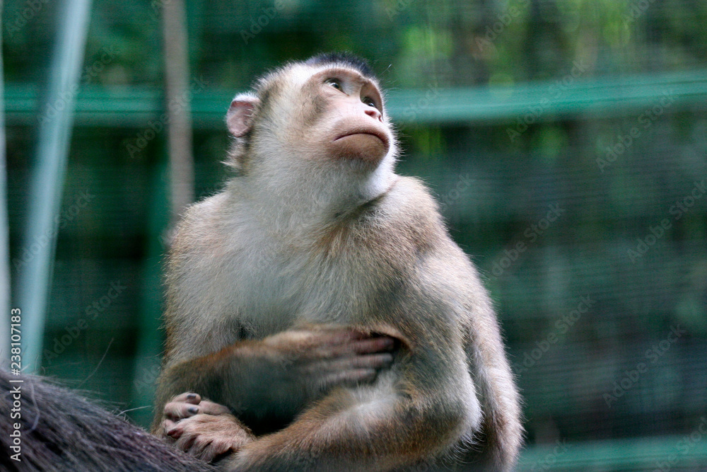 Obraz premium macaco-giardino zoologico-animale-macaco-fauna-sguardo
