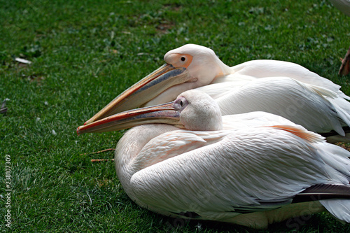 pellicani-uccelli-giardino zoologico-piuma-animale