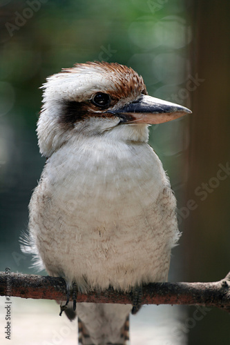 uccelli-animale-natura-fauna-piuma