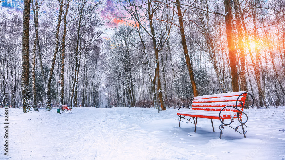 Park benches and trees covered by heavy snow Park benches and trees covered by heavy snow