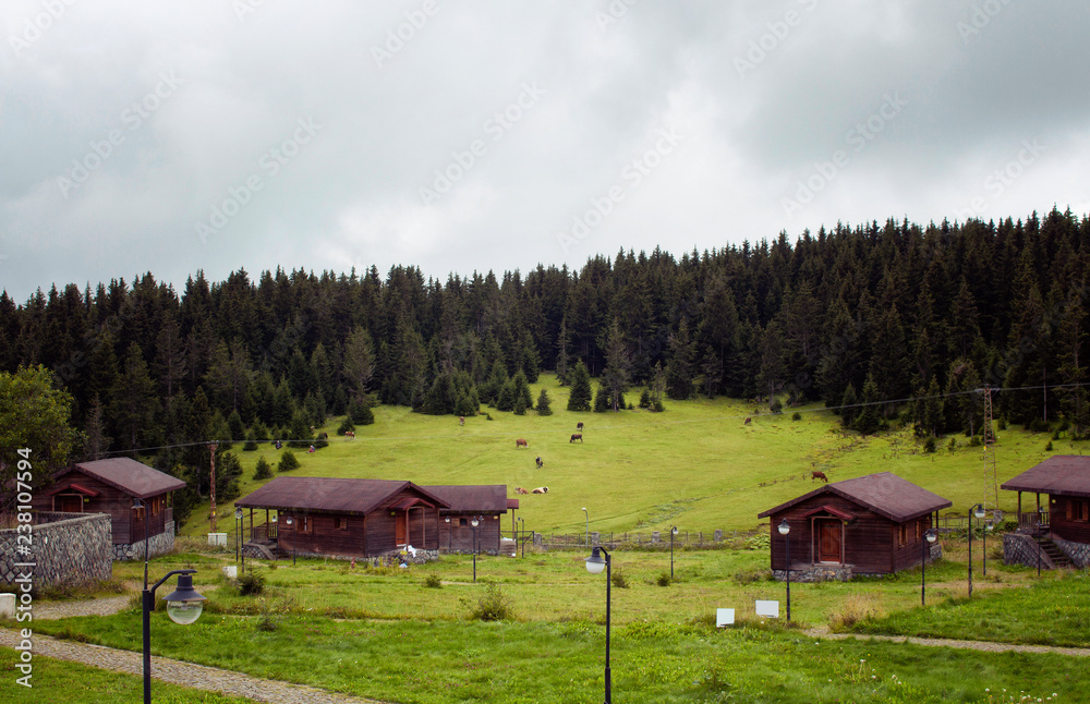 View of wooden high plateau houses surrounded by pine tree forest in foggy weather. Cows graze on grass field. It is captured in Trabzon/Rize area of Black Sea region located at northeast of Turkey. View of wooden high plateau houses surrounded by pine tree forest in foggy weather. Cows graze on grass field. It is captured in Trabzon/Rize area of Black Sea region located at northeast of Turkey.