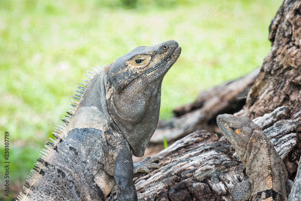 Large Black Iguana (Ctenosaura similis) sunning himself on a tree trunk. 