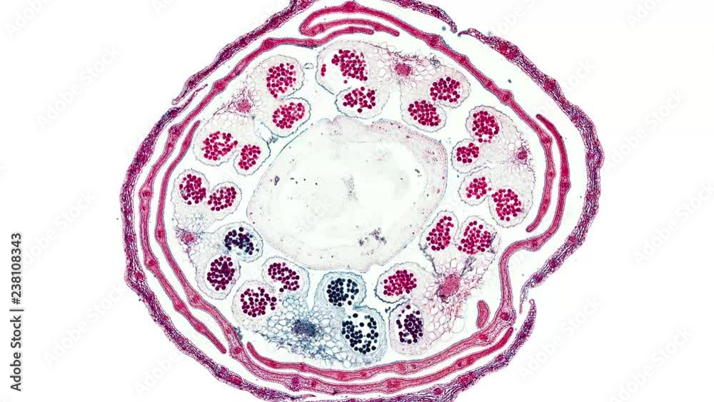 brassica oleracea cabbage flower bud cross section cut under the