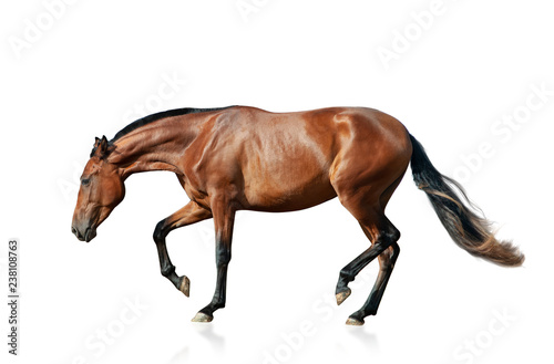 Young andalusian mare isolated