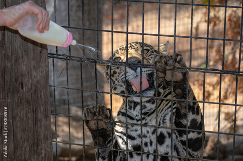 Zookeeper's hand feeding jaguar with milk from the baby bottle. Jaguar puts its paws with claws on fence