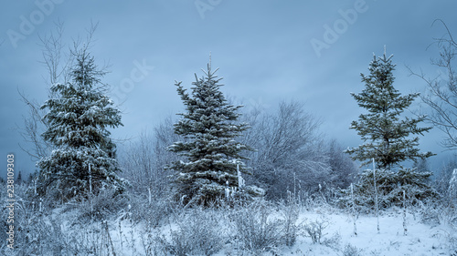 Three perfect Christmas trees in a row with the cool colors of winter © knowlesgallery