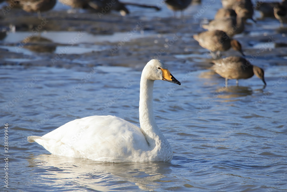 ハクチョウ　Swan