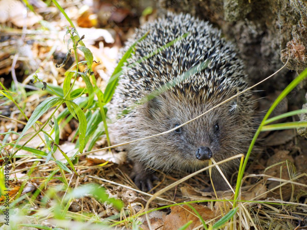 Face to face with a hedgehog