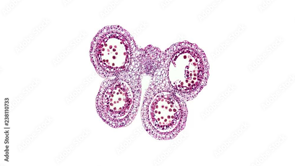 lilium anthers - cross section cut under the microscope – microscopic view of plant cells for botanic education lilium anthers - cross section cut under the microscope – microscopic view of plant cells for botanic education