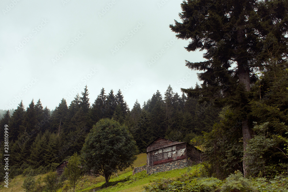 View of traditional, wooden houses at high plateau in pine tree forest in fog. The image is captured in Trabzon/Rize area of Black Sea region located at northeast of Turkey.