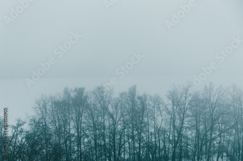 Winter forest trees in fog, snow nature landscape with mist as winter background for design with copy space