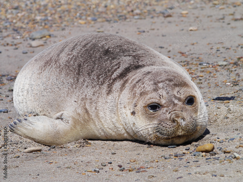 Sea elephants rest on the Atlantic Coast of Patagonia