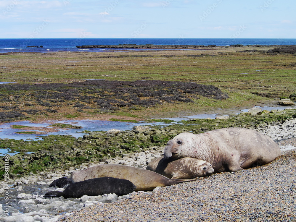 Sea elephants rest on the Atlantic Coast of Patagonia