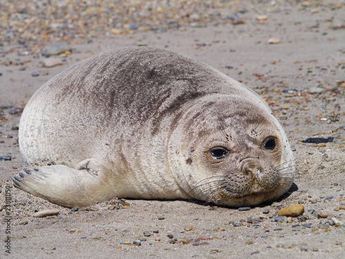 Obraz na płótnie Sea elephants rest on the Atlantic Coast of Patagonia w salonie