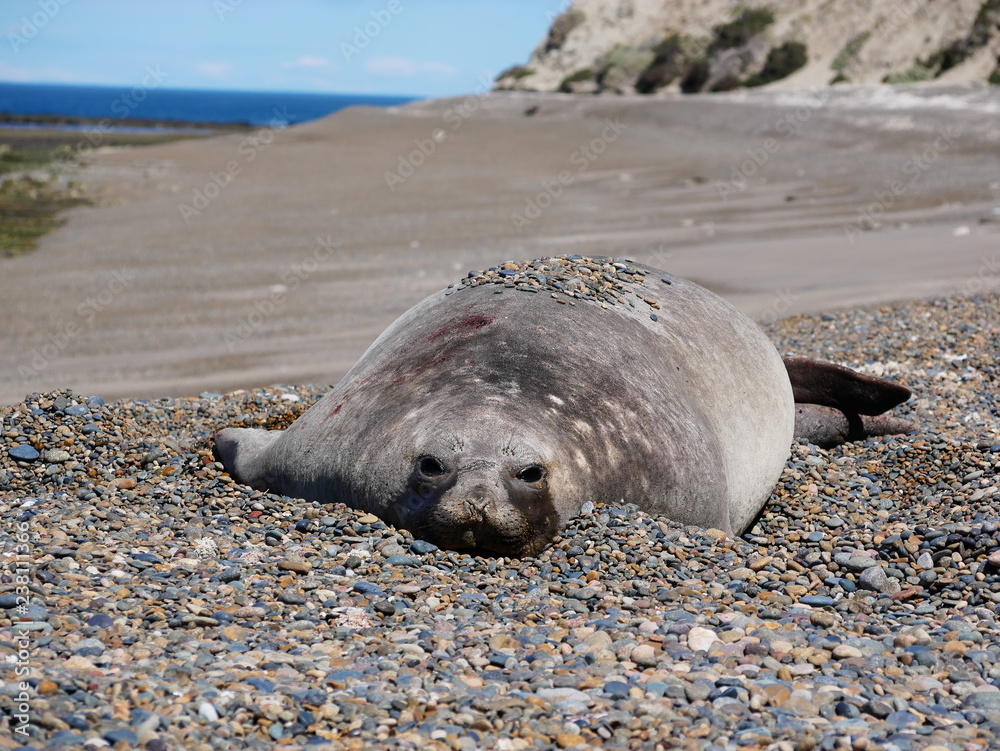 Sea elephants rest on the Atlantic Coast of Patagonia