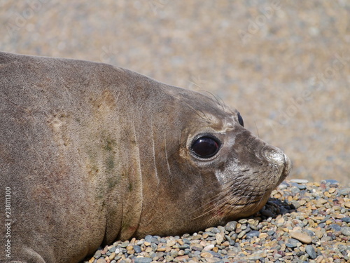 Sea elephants rest on the Atlantic Coast of Patagonia