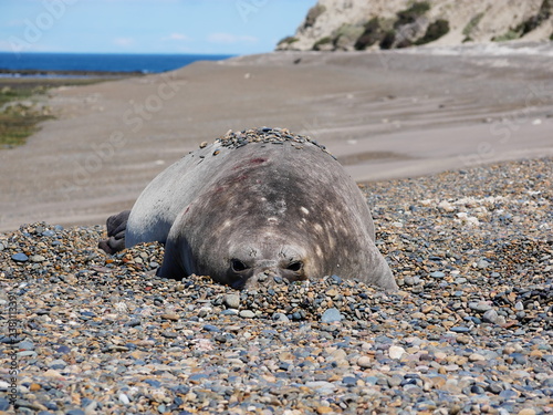 Obraz na płótnie Sea elephants rest on the Atlantic Coast of Patagonia w salonie