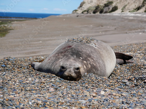 Obraz na płótnie Sea elephants rest on the Atlantic Coast of Patagonia w salonie