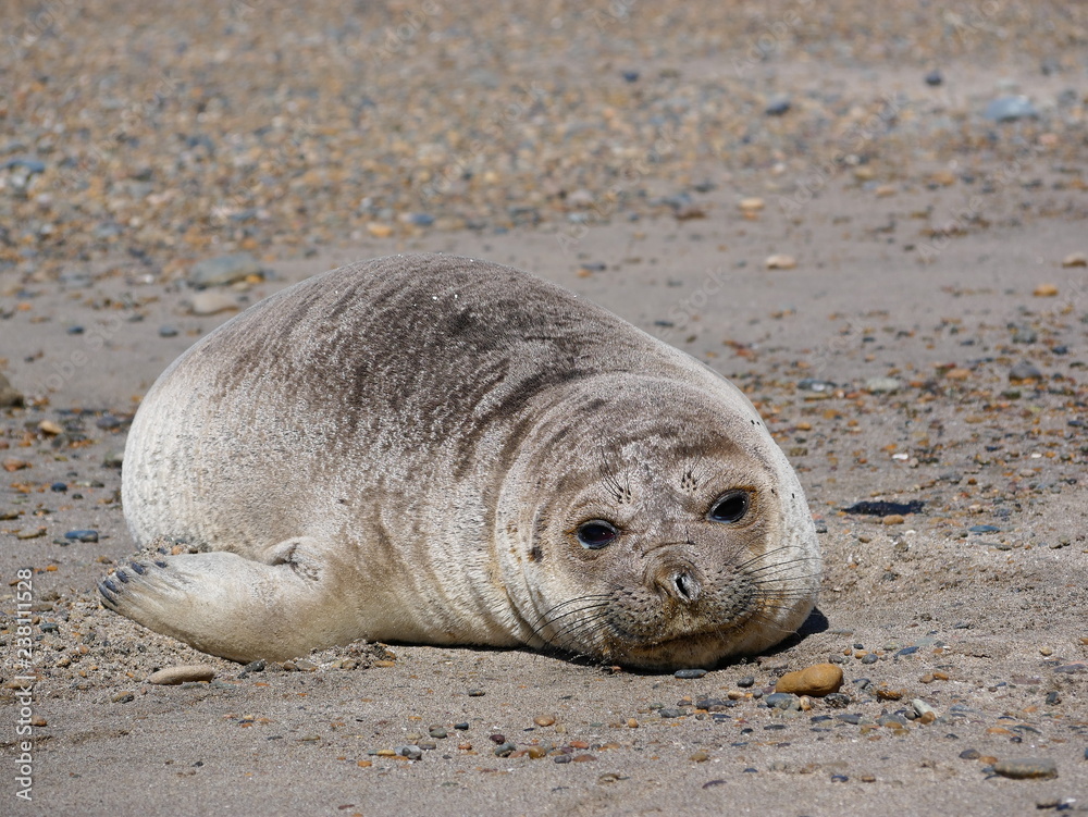 Sea elephants rest on the Atlantic Coast of Patagonia