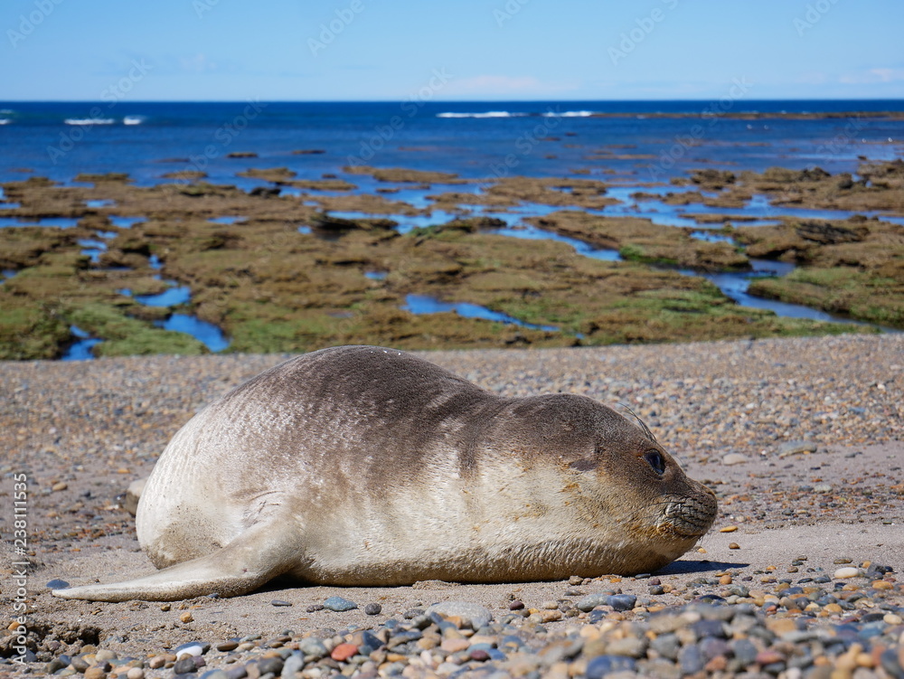 Sea elephants rest on the Atlantic Coast of Patagonia